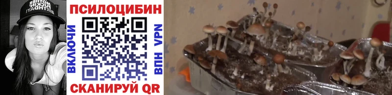 Псилоцибиновые грибы мицелий  купить наркоту  Балабаново 
